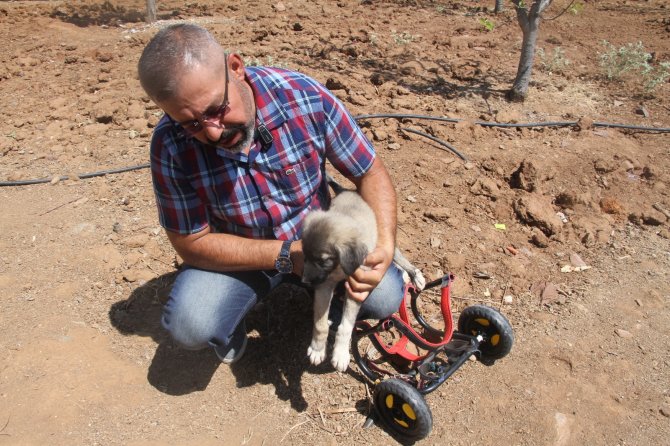 İ̇nsanlık Ölmemiş Dedirten Davranış: Patileri Ezilen Köpeği Yürüteç İle Ayağa Kaldırdı