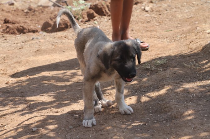 İ̇nsanlık Ölmemiş Dedirten Davranış: Patileri Ezilen Köpeği Yürüteç İle Ayağa Kaldırdı