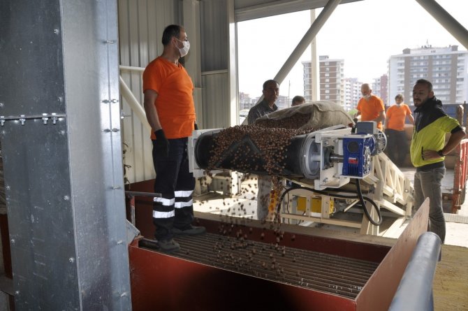 Tmo Giresun’da Fındık Alımlarına Başladı