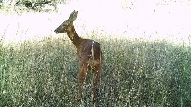 Kırıkkale’de Yaban Hayvanlarının Doğal Yaşamı Fotokapanda