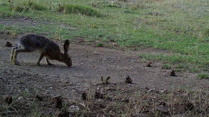 Kırıkkale’de Yaban Hayvanlarının Doğal Yaşamı Fotokapanda