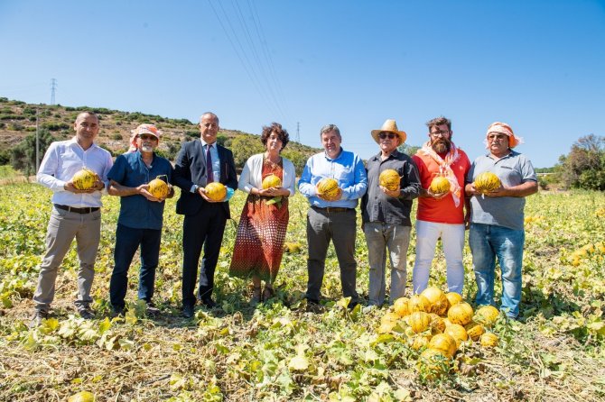 Tadı, Dayanıklılığı, Aromasıyla Meşhur Çeşme Kavunu Tescillendi