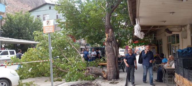 Artvin’de Şiddetli Rüzgar Etkili Oldu