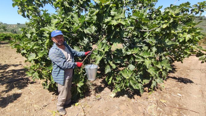 Dünyaca Ünlü Siyah İncirin Fiyatı 30 Liradan 12 Liraya Düşünce Çiftçi İsyan Etti