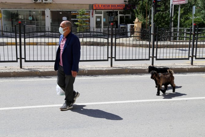 Her Yere Yavru Keçileri İle Gidiyor