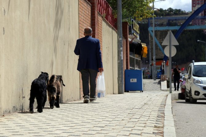 Her Yere Yavru Keçileri İle Gidiyor