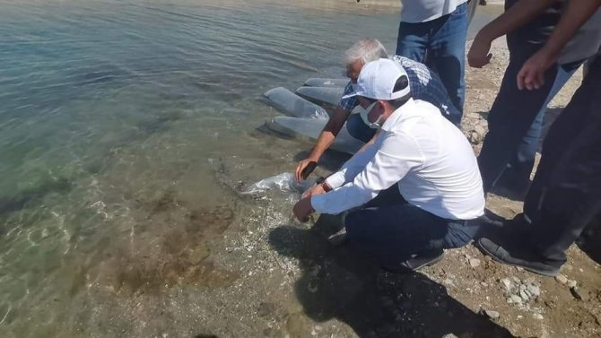 Baskil’de 300 Bin Sazan Baraj Gölüne Bırakıldı