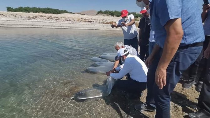 Baskil’de 300 Bin Sazan Baraj Gölüne Bırakıldı