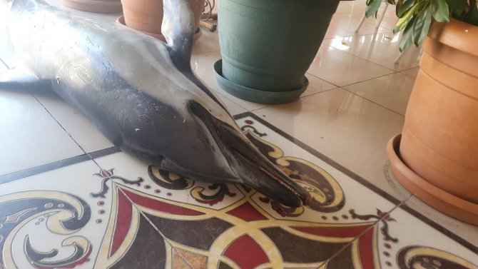 Bursa’da Ölü Yunus Balıkları Birer Birer Karaya Vuruyor