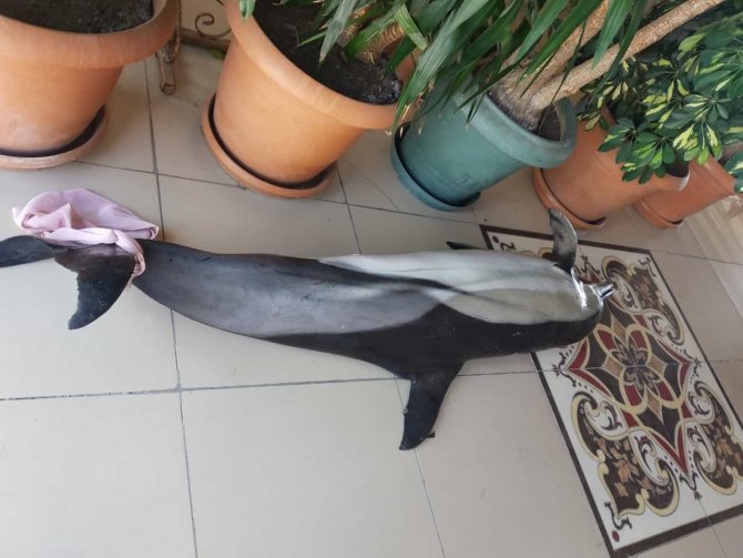 Bursa’da Ölü Yunus Balıkları Birer Birer Karaya Vuruyor