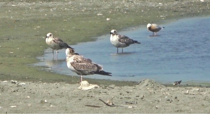 Petrol Atıklarından Canlılar Da Zarar Gördü
