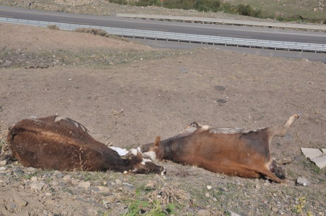 Kars’ta Şüpheli Hayvan Ölümleri