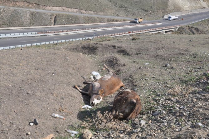 Kars’ta Şüpheli Hayvan Ölümleri