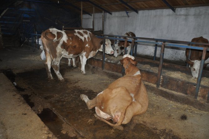 Kars’ta Şüpheli Hayvan Ölümleri