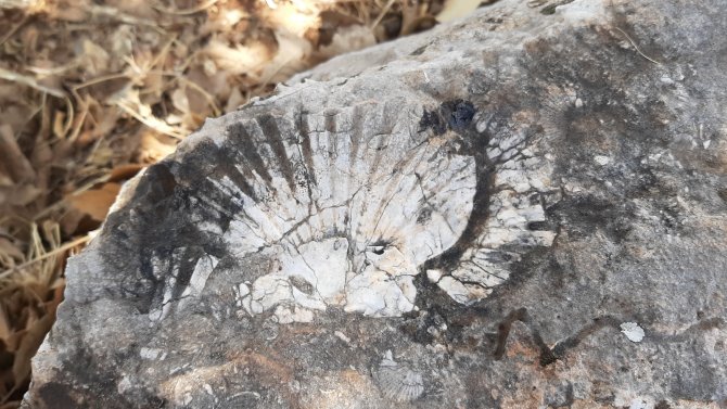 Kaya Parçasında En Az 65 Milyon Yıllık Deniz Canlısı Bulundu