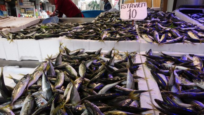 Son 10 Yılın En Bol İstavrit Avı Yaşanıyor