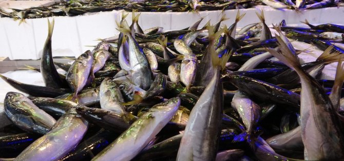 Son 10 Yılın En Bol İstavrit Avı Yaşanıyor