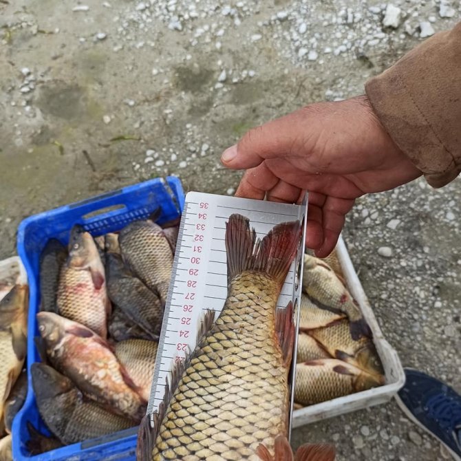 Eğirdir Gölü’nde 40 Santim Altında Sazan Balığı Avlamak Yasak