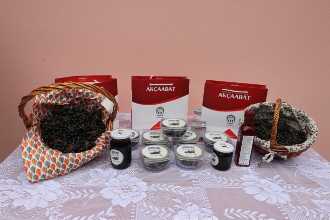 Trabzon’da Süper Meyve ‘Aronya’nın Hasadı Başladı