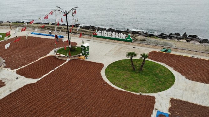 Yollar Fındık Harmanı Oldu