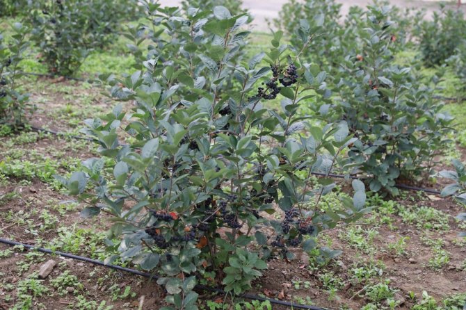 Trabzon’da Süper Meyve ‘Aronya’nın Hasadı Başladı