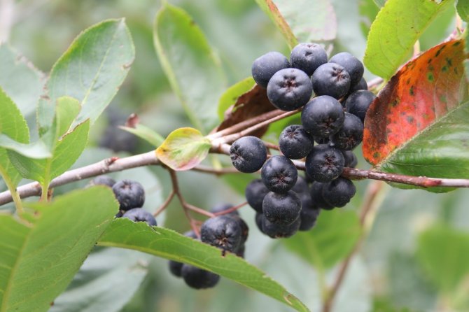 Trabzon’da Süper Meyve ‘Aronya’nın Hasadı Başladı