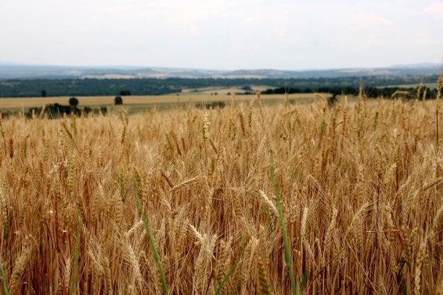 Edirne’de Buğday 2,653 Liradan Satıldı