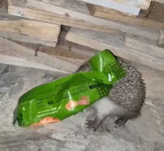 Kafasını Ambalaja Sıkıştıran Kirpiyi Duyarlı Vatandaş Kurtardı