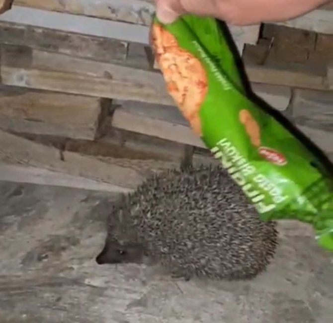 Kafasını Ambalaja Sıkıştıran Kirpiyi Duyarlı Vatandaş Kurtardı