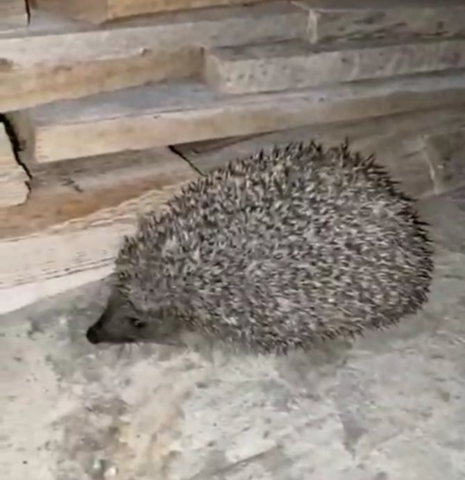 Kafasını Ambalaja Sıkıştıran Kirpiyi Duyarlı Vatandaş Kurtardı