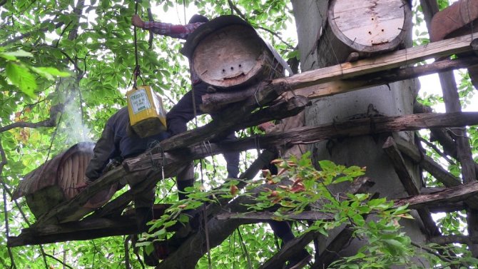 Kafkas Arı Irkı Balları Türkiye’ni Dört Bir Yanında Rağbet Görüyor