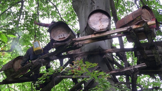 Kafkas Arı Irkı Balları Türkiye’ni Dört Bir Yanında Rağbet Görüyor