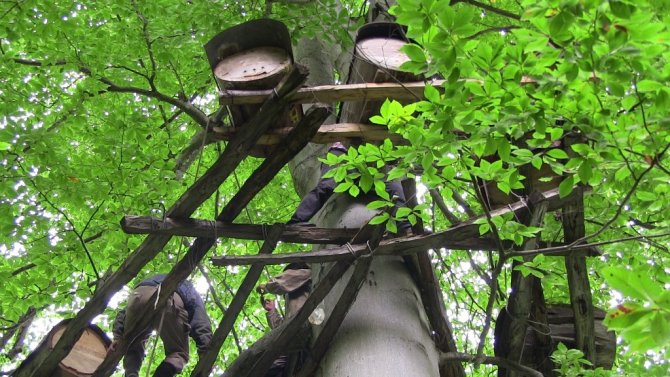 Kafkas Arı Irkı Balları Türkiye’ni Dört Bir Yanında Rağbet Görüyor