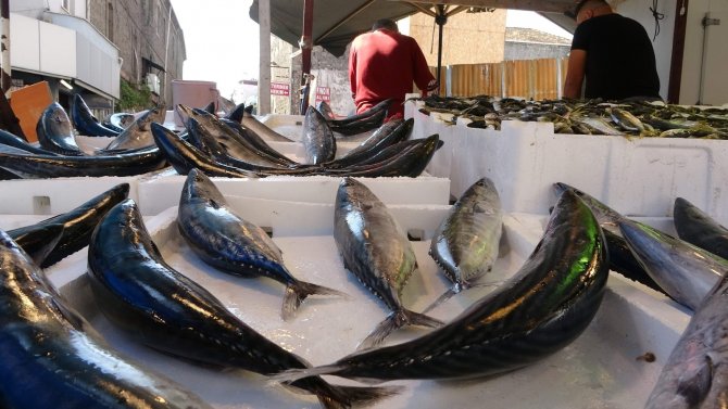 Palamut Tezgâhlarda İlk Kez Kendini Gösterdi