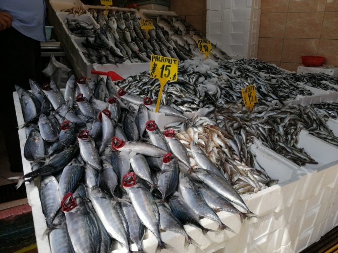 Bugün Günlerden ’Palamut’: Yarım Kiloluk Palamut 15 Lira