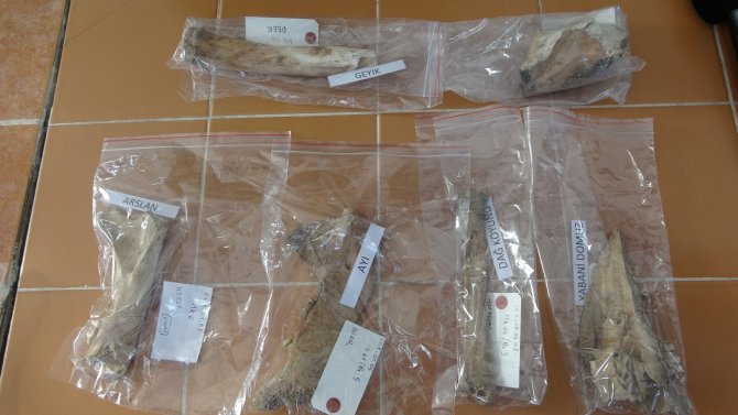 Kültepe’de İlk Kez 4 Bin Sene Önce Yaşayan Aslana Ait Kemik Bulundu