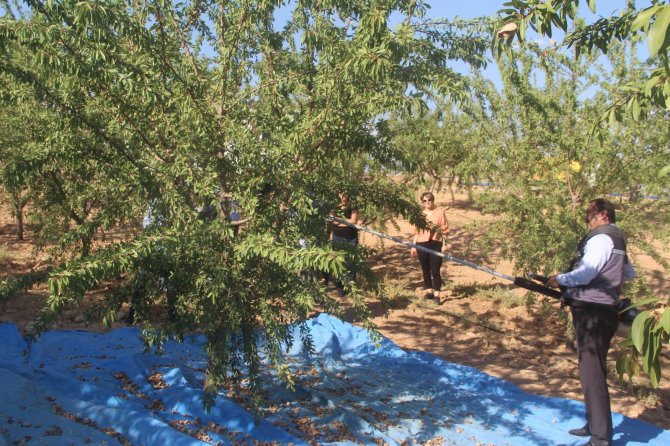 Elazığ’da ’Organik Badem Hasat Etkinliği’ Düzenlendi