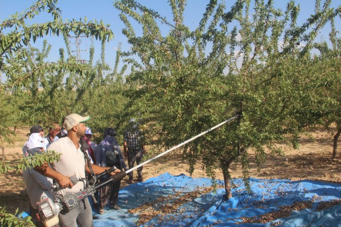 Elazığ’da ’Organik Badem Hasat Etkinliği’ Düzenlendi