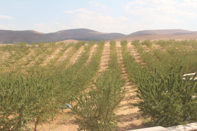 Elazığ’da ’Organik Badem Hasat Etkinliği’ Düzenlendi