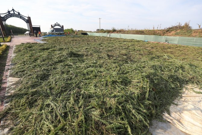 İ̇laç Ve Kozmetik Sanayinde Kullanılması Hedeflenen Bitkiler Dünyaya Açılıyor