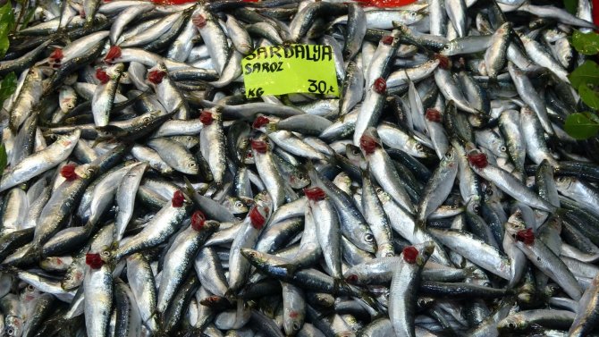 Çanakkale’de Sardalyanın Fiyatı 30 Liraya Düştü