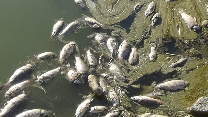 Van’daki Balık Ölümlerinin Nedeni ‘Ötrofikasyon’