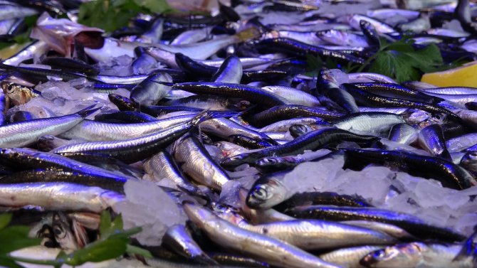 Trabzonlu İstavrite Doydu, Hamsi Ve Palamutun Bollaşmasını Bekliyor