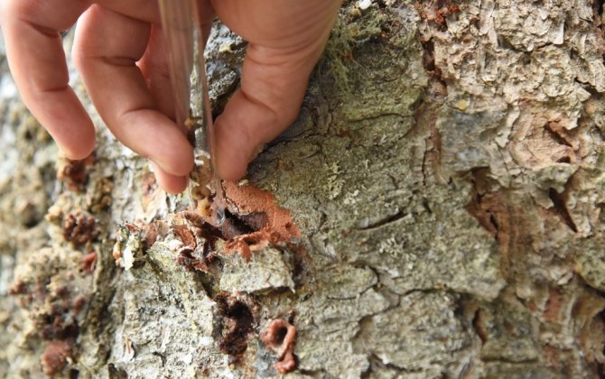 Artvin’de 50 Bin ’Terminatör’ Avcı Böcek Zararlı Böceklerle Mücadele Kapsamında Ormanlara Bırakıldı