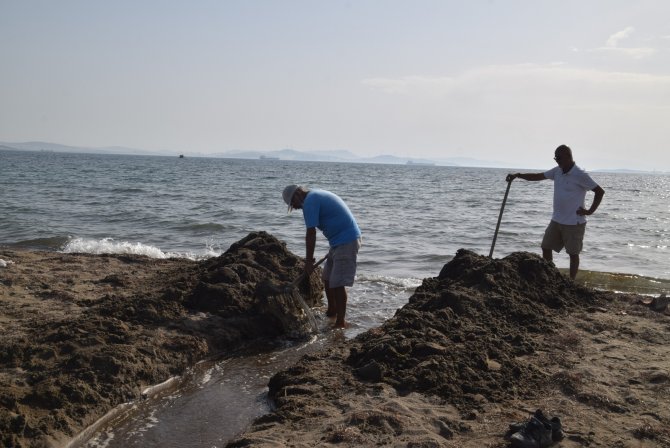 İ̇zmir’de Kıyıya Vuran Binlerce Balığın Ölümü Endişelendirdi