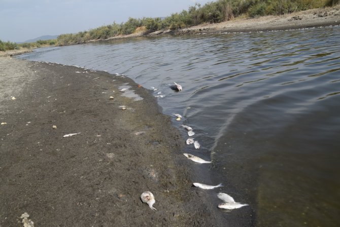 İ̇zmir’de Kıyıya Vuran Binlerce Balığın Ölümü Endişelendirdi