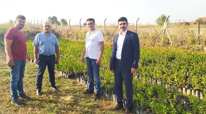 Şifa Kaynağı Aronya Mudanya’da Üretilecek