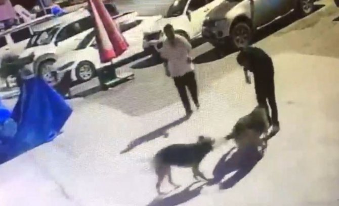 Boynuna İp Takılarak Sokak Köpeklerini Toplayan Belediye Personeline Ceza Kesildi