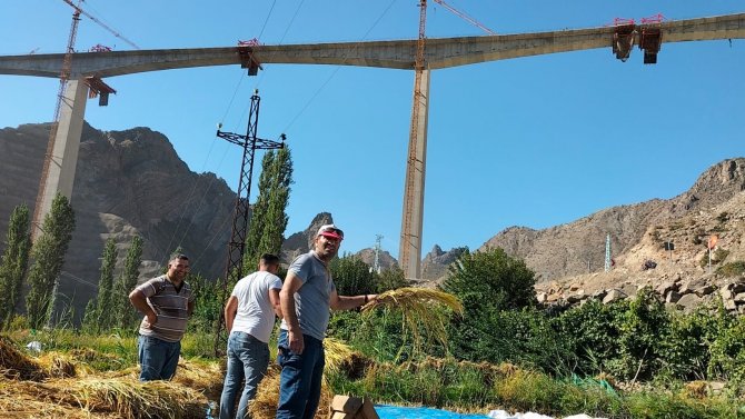 Sular Altında Kalacak Köyde Son Çeltik Hasadı Başladı