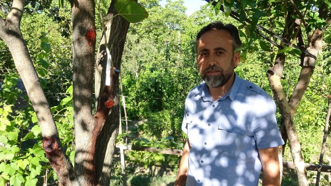 İ̇mam 20 Yıldır Doğada Gördüğü Meyve Ağaçlarını Aşılıyor